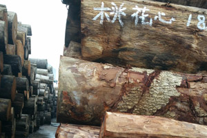 桃花芯木全面解析，權(quán)威資料